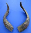 2 <font color=red> Extra Large</font> 17 and 19-1/2 inches Natural African Goat Horns for Sale for Crafts - Buy these 2 for $16 each