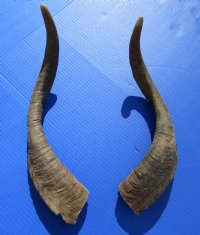 2 <font color=red> Natural Extra Large</font> African Goat Horns for Sale 18-1/2 and 19-1/2 inches - Buy these 2 for $16.00 each