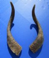 2   Extra Large African Goat Horns for Sale 18-1/2 and 19-1/2 inches - Buy these 2 for $16.00 each