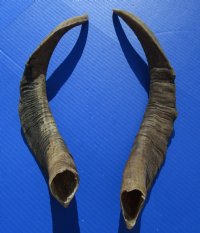 2 <font color=red> Natural Extra Large</font> African Goat Horns for Sale 18-1/2 and 19-1/2 inches - Buy these 2 for $16.00 each