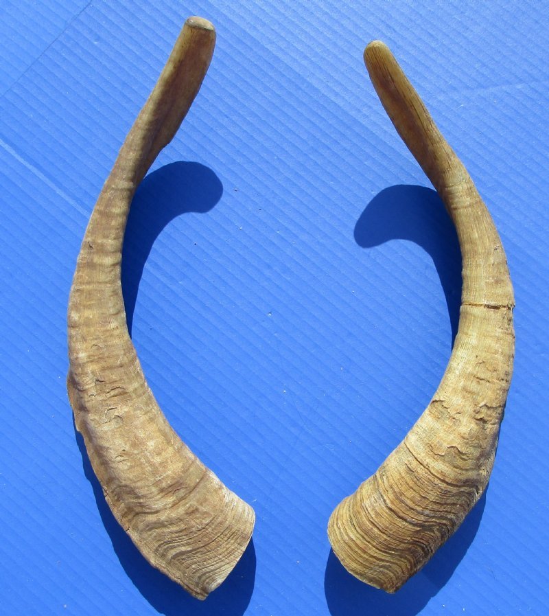 2 African Goat Horns 151/2 and 16 inches for 14.00 each