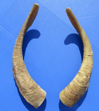 2 <font color=red> Natural Large</font> African Goat Horns for Sale, 15-1/2 and 16 inches - Buy these 2 for $14.00 each
