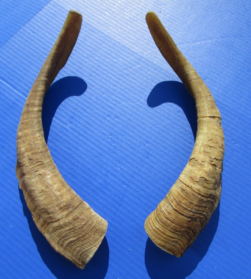 2 African Goat Horns 151/2 and 16 inches for 14.00 each