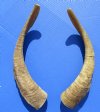 2 <font color=red> Natural Large</font> African Goat Horns for Sale, 15-1/2 and 16 inches - Buy these 2 for $14.00 each