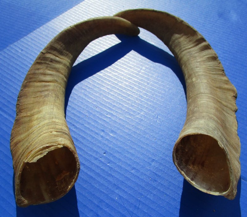 2 African Goat Horns 151/2 and 16 inches for 14.00 each