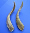 2 <font color=red> Large Natural</font> African Goat Horns or Sale 16-3/4 and 17-3/4 inches - Buy these 2 for $14.00 each