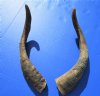 17-1/4 and 18 inches <font color=red> African</font> Goat Horns for Sale, Extra Large Size - Buy these 2 for $16 each