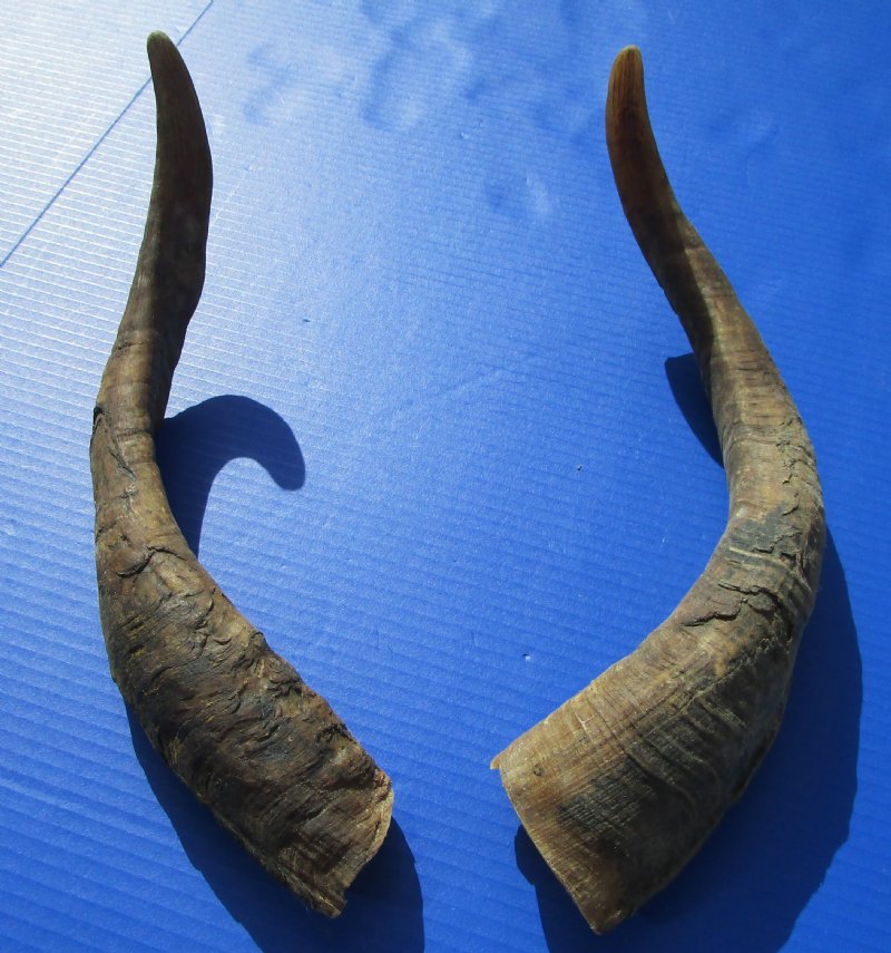African Goat Horns for Sale, Extra Large Size 171/4 and 18 inches