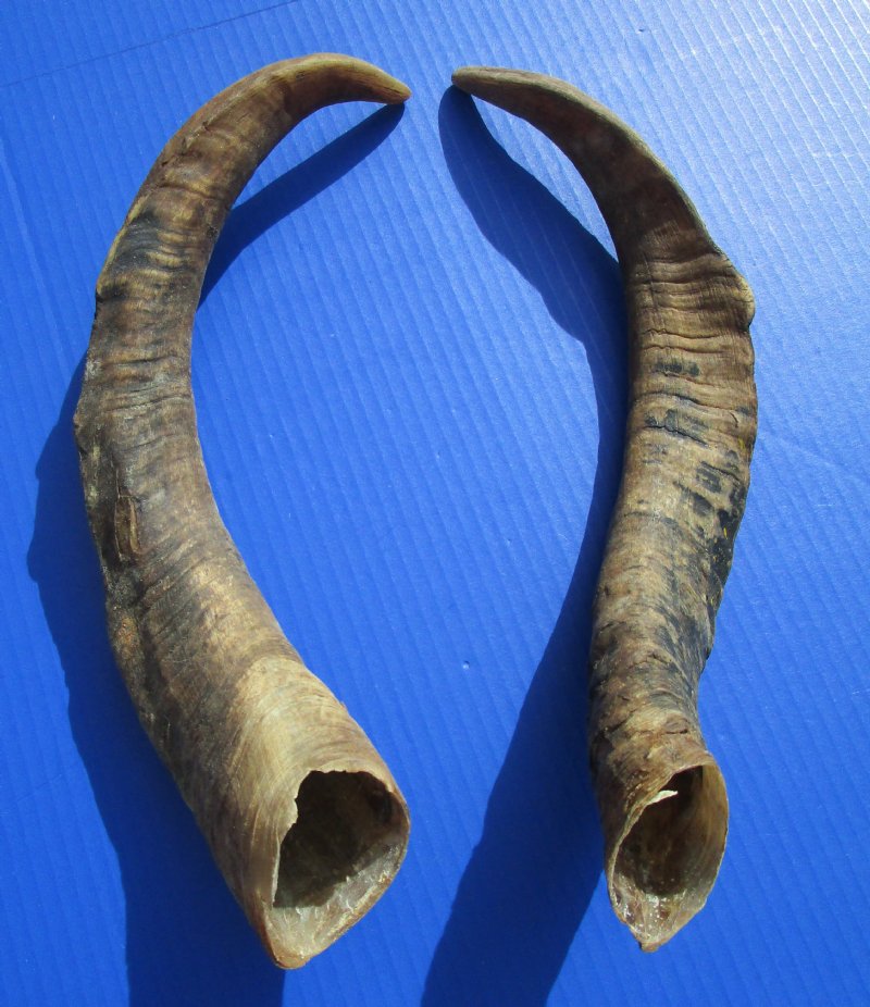 African Goat Horns for Sale, Extra Large Size 171/4 and 18 inches