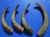 4 <font color=red> Medium Size</font> African Goat Horns for Sale 12-1/4 to 15 inches - Buy the 4 pictured for $7.00 each