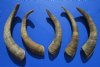 5 Natural Small African Goat Horns for Sale 10 to 12 inches in size - Buy these for $4 each