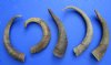 5 Small Natural African Goat Horns for Sale 9 to 13-1/4 inches - Buy these for $4 each