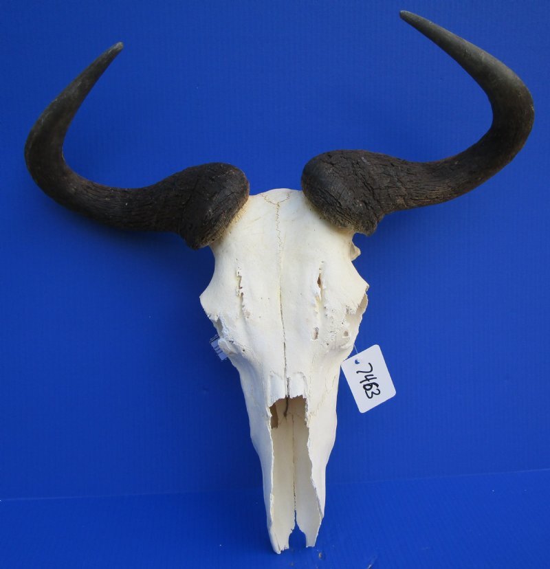 21 inches wide Discount African Blue Wildebeest Skull and Horns