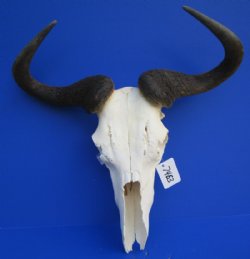 21 inches wide <font color=red> Discount</font> African Blue Wildebeest Skull and Horns - (damaged nose bridge; several holes) - Buy this one for $79.99