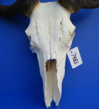 21 inches wide <font color=red> Discount</font> African Blue Wildebeest Skull and Horns - (damaged nose bridge; several holes) - Buy this one for $79.99