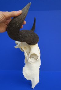 21 inches wide <font color=red> Discount</font> African Blue Wildebeest Skull and Horns - (damaged nose bridge; several holes) - Buy this one for $79.99