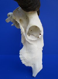 21 inches wide <font color=red> Discount</font> African Blue Wildebeest Skull and Horns - (damaged nose bridge; several holes) - Buy this one for $79.99