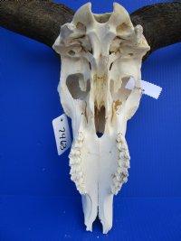 21 inches wide <font color=red> Discount</font> African Blue Wildebeest Skull and Horns - (damaged nose bridge; several holes) - Buy this one for $79.99