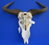 21 inches wide <font color=red> Discount</font> African Blue Wildebeest Skull and Horns - (damaged nose bridge; several holes) - Buy this one <font color=red> SALE $69.99</FONT>