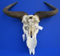 21 inches wide <font color=red> Discount</font> African Blue Wildebeest Skull and Horns - (damaged nose bridge; several holes) - Buy this one for $79.99