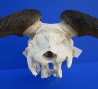 21 inches wide <font color=red> Discount</font> African Blue Wildebeest Skull and Horns - (damaged nose bridge; several holes) - Buy this one for $79.99