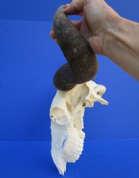 21 inches wide <font color=red> Discount</font> African Blue Wildebeest Skull and Horns - (damaged nose bridge; several holes) - Buy this one <font color=red> SALE $69.99</FONT>