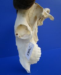 21 inches wide <font color=red> Discount</font> African Blue Wildebeest Skull and Horns - (damaged nose bridge; several holes) - Buy this one for $79.99