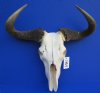 22 inches wide <font color=red> Bargain Priced</font> African Blue Wildebeest Skull and Horns (broken nose; holes; horn damage) - Buy this one for $69.99