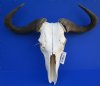 26 inches wide <font color=red> Bargain priced</font> Large Blue Wildebeest Skull and horns (broken nose section; horns lifting; eye socket damage) - Buy this on for $79.99