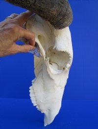 26 inches wide <font color=red> Bargain priced</font> Large Blue Wildebeest Skull and horns (broken nose section; horns lifting; eye socket damage) - Buy this one <font color=red> SALE $69.99</FONT>