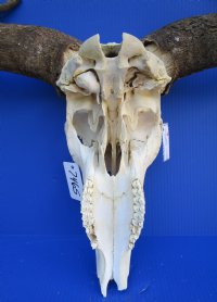 26 inches wide <font color=red> Bargain priced</font> Large Blue Wildebeest Skull and horns (broken nose section; horns lifting; eye socket damage) - Buy this on for $79.99