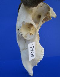 26 inches wide <font color=red> Bargain priced</font> Large Blue Wildebeest Skull and horns (broken nose section; horns lifting; eye socket damage) - Buy this one <font color=red> SALE $69.99</FONT>