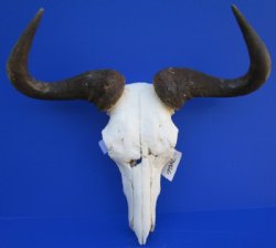 23-1/4 inches wide <font color=red> Discount</font> Blue Wildebeest Skull for Sale (holes ; damaged nose and underside) - Buy this one for $69.99
