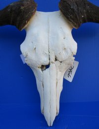 23-1/4 inches wide <font color=red> Discount</font> Blue Wildebeest Skull for Sale (holes ; damaged nose and underside) - Buy this one for $69.99