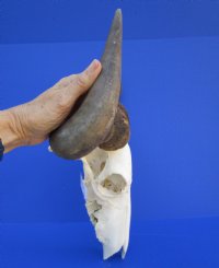 23-1/4 inches wide <font color=red> Discount</font> Blue Wildebeest Skull for Sale (holes ; damaged nose and underside) - Buy this one for $69.99