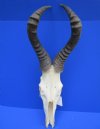 <font color=red> Grade 2</font> Male Red Hartebeest Skull with 20-1/2 inches Horns (broken nose; large holes underside) - Buy this one for $89.99