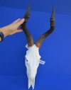 <FONT COLOR=RED> Bargain Priced</font> Female Red Hartebeest Skull for Sale with 16-1/4 inches Horns - Buy this one for $79.99