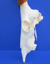 23-1/4 inches wide <font color=red> Discount</font> Blue Wildebeest Skull for Sale (holes ; damaged nose and underside) - Buy this one for $69.99