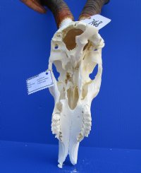 23-1/4 inches wide <font color=red> Discount</font> Blue Wildebeest Skull for Sale (holes ; damaged nose and underside) - Buy this one for $69.99