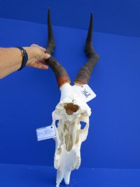 23-1/4 inches wide <font color=red> Discount</font> Blue Wildebeest Skull for Sale (holes ; damaged nose and underside) - Buy this one for $69.99