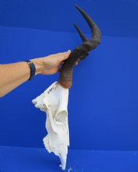 23-1/4 inches wide <font color=red> Discount</font> Blue Wildebeest Skull for Sale (holes ; damaged nose and underside) - Buy this one for $69.99