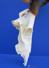 23-1/4 inches wide <font color=red> Discount</font> Blue Wildebeest Skull for Sale (holes ; damaged nose and underside) - Buy this one for $69.99