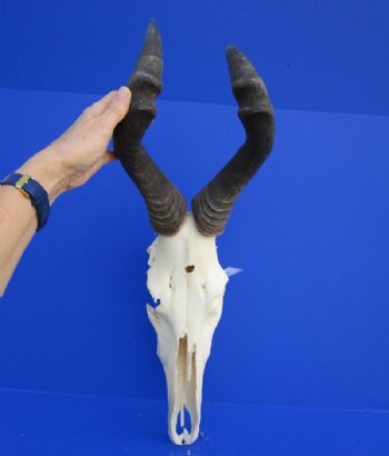 <font color=red> Grade 2</font> Female Red Hartebeest Skull with 17-1/2 inches Horns (broken nose; damaged underside; cracks) - Buy this one for $79.99