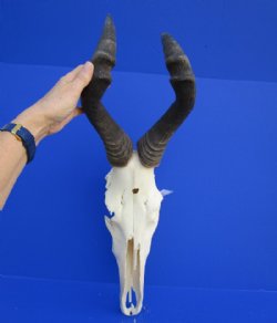 <font color=red> Grade 2</font> Female Red Hartebeest Skull with 17-1/2 inches Horns (broken nose; damaged underside; cracks) - Buy this one for $79.99