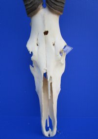 <font color=red> Grade 2</font> Female Red Hartebeest Skull with 17-1/2 inches Horns (broken nose; damaged underside; cracks) - Buy this one for $79.99