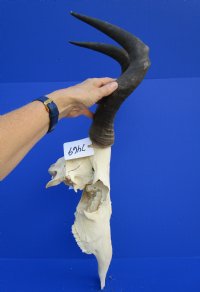 <font color=red> Grade 2</font> Female Red Hartebeest Skull with 17-1/2 inches Horns (broken nose; damaged underside; cracks) - Buy this one for $79.99