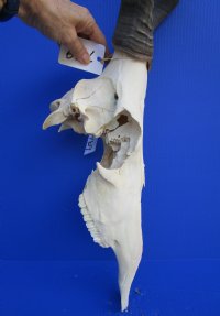 <font color=red> Grade 2</font> Female Red Hartebeest Skull with 17-1/2 inches Horns (broken nose; damaged underside; cracks) - Buy this one for $79.99