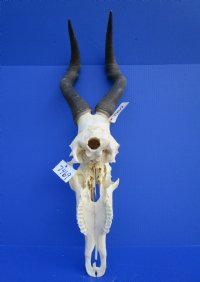 <font color=red> Grade 2</font> Female Red Hartebeest Skull with 17-1/2 inches Horns (broken nose; damaged underside; cracks) - Buy this one for $79.99