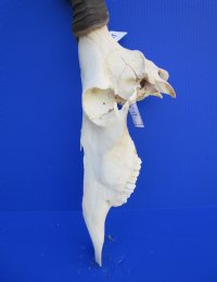 <font color=red> Grade 2</font> Female Red Hartebeest Skull with 17-1/2 inches Horns (broken nose; damaged underside; cracks) - Buy this one for $79.99