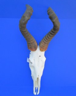 <font color=red> Discount </font> Male Red Hartebeest Skull with 19 and 19-1/4 inches Horns (slit in horn, damaged nose; holes in skull;) - Buy this one for $79.99